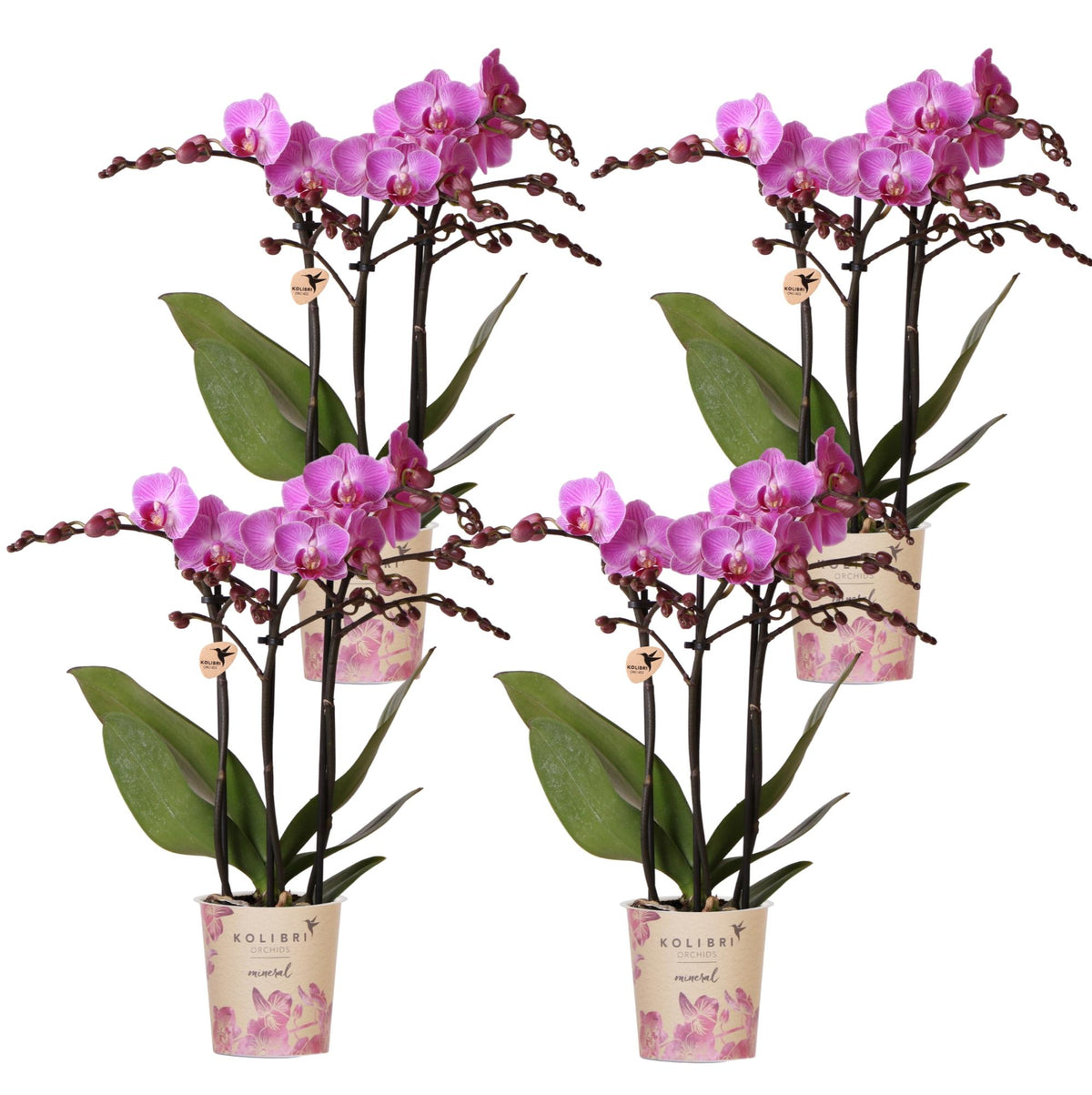 Kolibri Orchids | KOMBI-ANGEBOT mit 4 Phalaenopsis-Orchideen - Wien - Topfgröße Ø9cm | Blühende Zimmerpflanze - Frisch vom Züchter