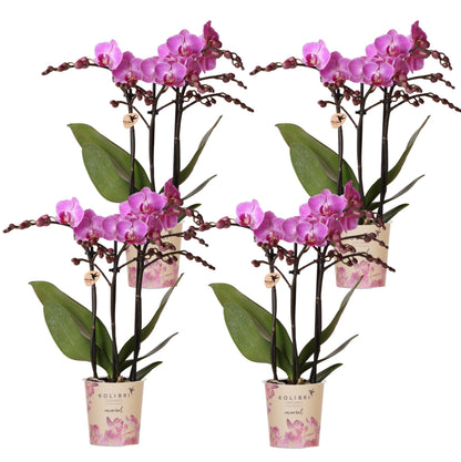 Kolibri Orchids | KOMBI-ANGEBOT mit 4 Phalaenopsis-Orchideen - Wien - Topfgröße Ø9cm | Blühende Zimmerpflanze - Frisch vom Züchter