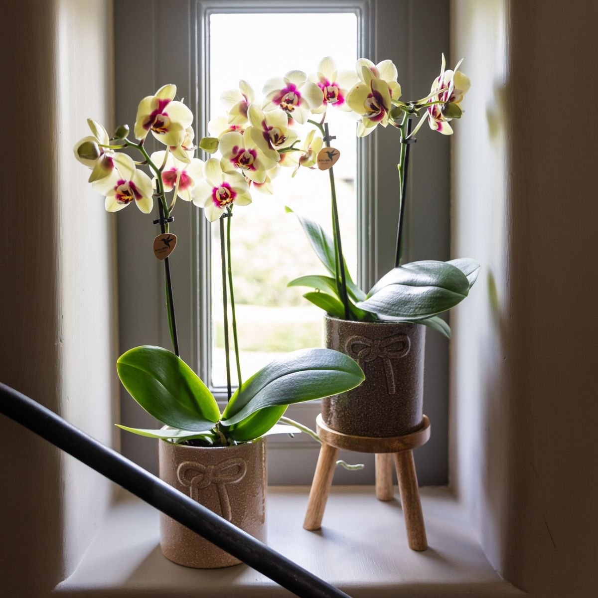 Kolibri Orchids | Kombi-Angebot - 4 Gelb-Rote Phalaenopsis Orchideen Diamond Uruguay - Ø9 cm