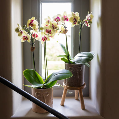Kolibri Orchids | Kombi-Angebot - 4 Gelb-Rote Phalaenopsis Orchideen Diamond Uruguay - Ø9 cm