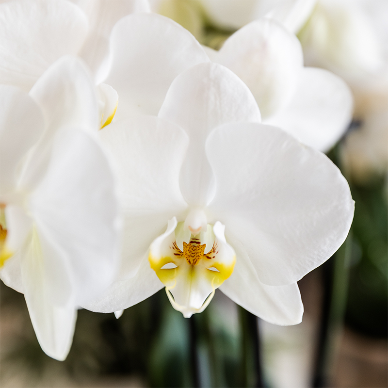 Pflanzenset Cotton Braun | Grüne Pflanzen mit Weißer Phalaenopsis-Orchidee Ghent in Keramischen Ziertöpfen
