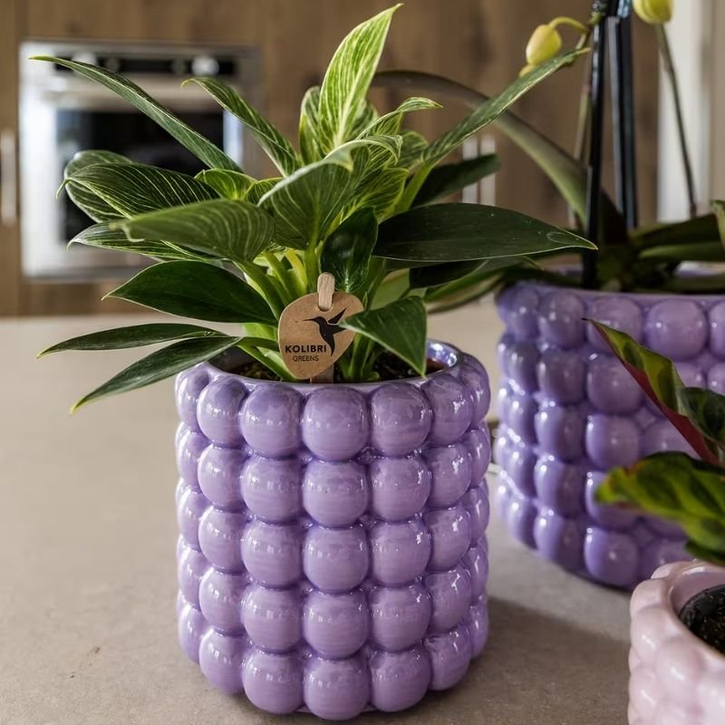 Kolibri Greens | Grünpflanze - Philodendron White Measure - Grüne Zimmerpflanze - Frisch vom Züchter - Ø9cm