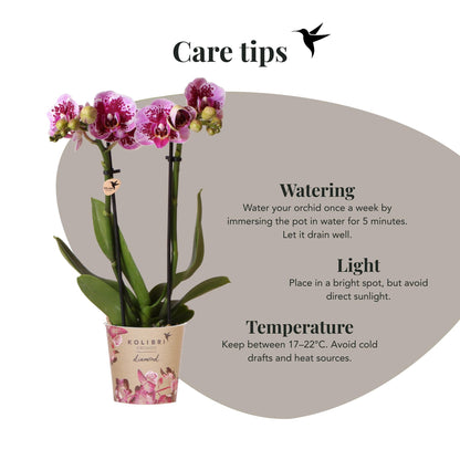 Kolibri Orchids | Rosa lila Phalaenopsis Orchidee - El Salvador - Topfgröße Ø9cm | blühende Zimmerpflanze - frisch vom Züchter