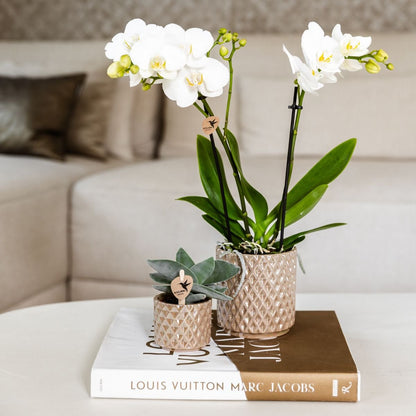 Kolibri Orchids | Geschenkset Diamond Pearl Sand - Weiße Phalaenopsis Orchidee Mineral Amabilis & Sukkulente