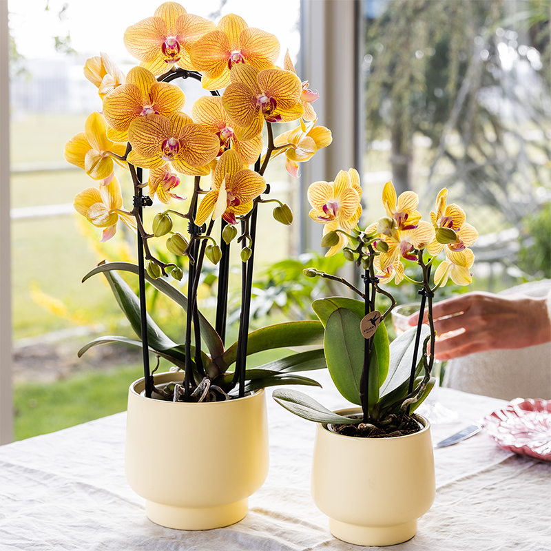 Tika (Phalaenopsis Lima)