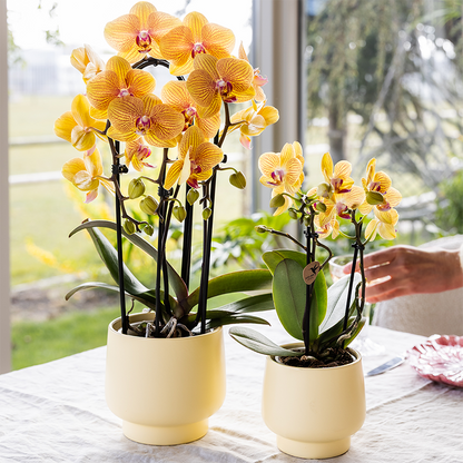 Tika (Phalaenopsis Lima)