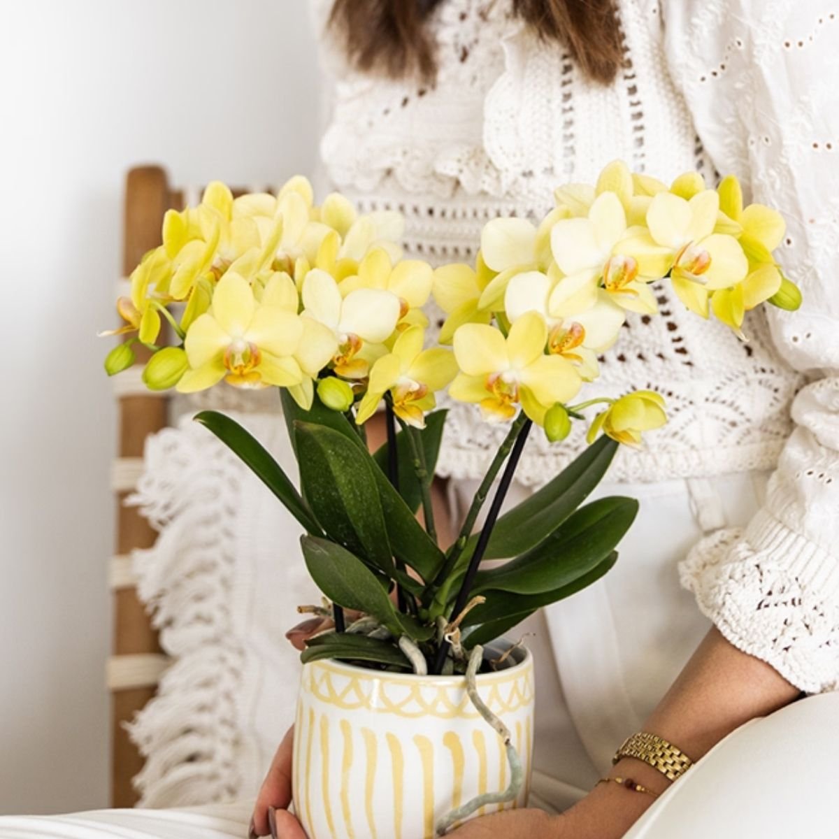 Kolibri Orchids | Kombi-Angebot - 4 Gelbe Phalaenopsis Orchideen Blossom Albenga - Ø9 cm