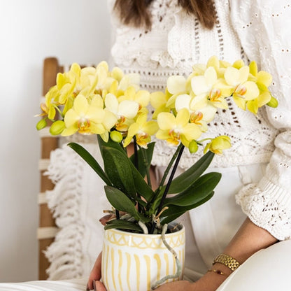 Kolibri Orchids | Kombi-Angebot - 4 Gelbe Phalaenopsis Orchideen Blossom Albenga - Ø9 cm