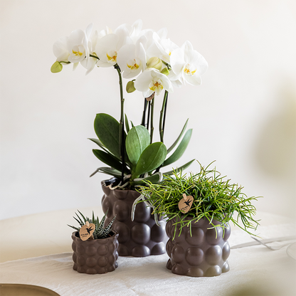 Kombi‑Deal | Cotton Braun Übertopf‑Set