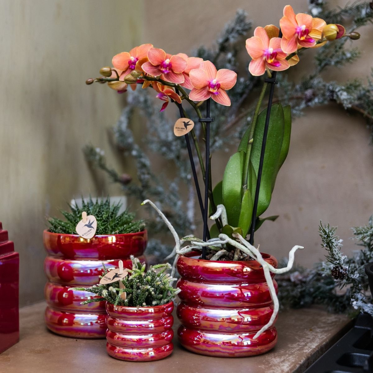Kolibri Orchids | Pflanzenset Glow Rot - Rote Phalaenopsis Orchidee Blossom Congo & 2 Sukkulenten