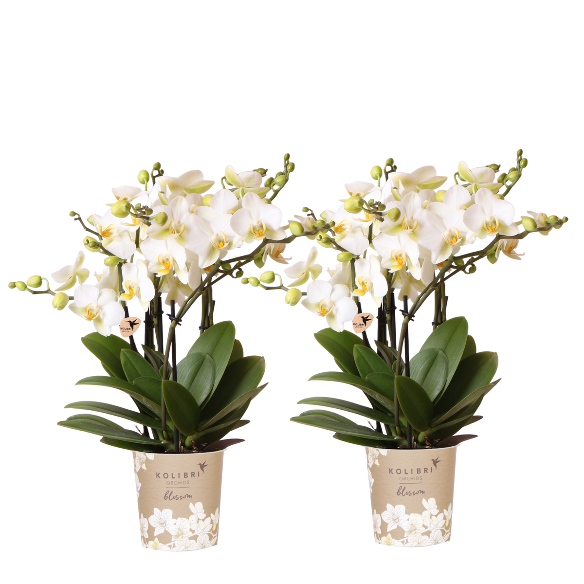 Kolibri Orchids | Kombi-Angebot - 2 Weiße Phalaenopsis Orchideen Blossom Lausanne - Ø12 cm