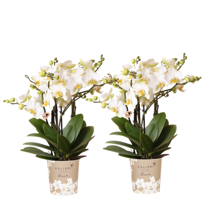 Kolibri Orchids | Kombi-Angebot - 2 Weiße Phalaenopsis Orchideen Blossom Lausanne - Ø12 cm