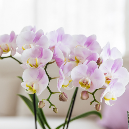 Joana mit Bloom Ziertopf