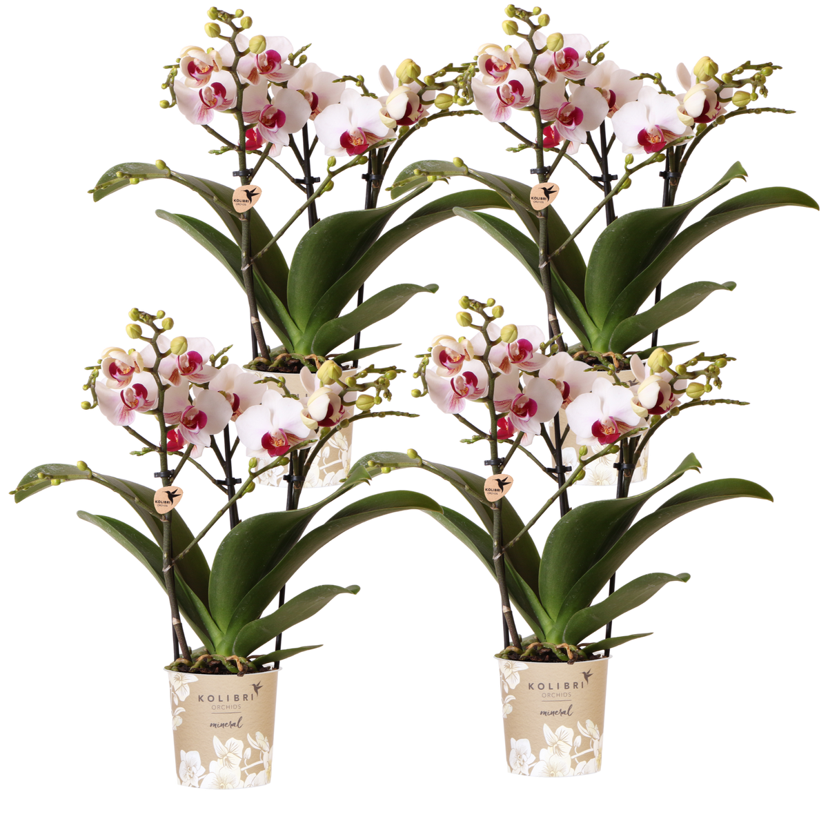 Kolibri Orchids | Kombi-Angebot - 4 Weiße Phalaenopsis Orchideen Mineral Gibraltar - Ø9 cm