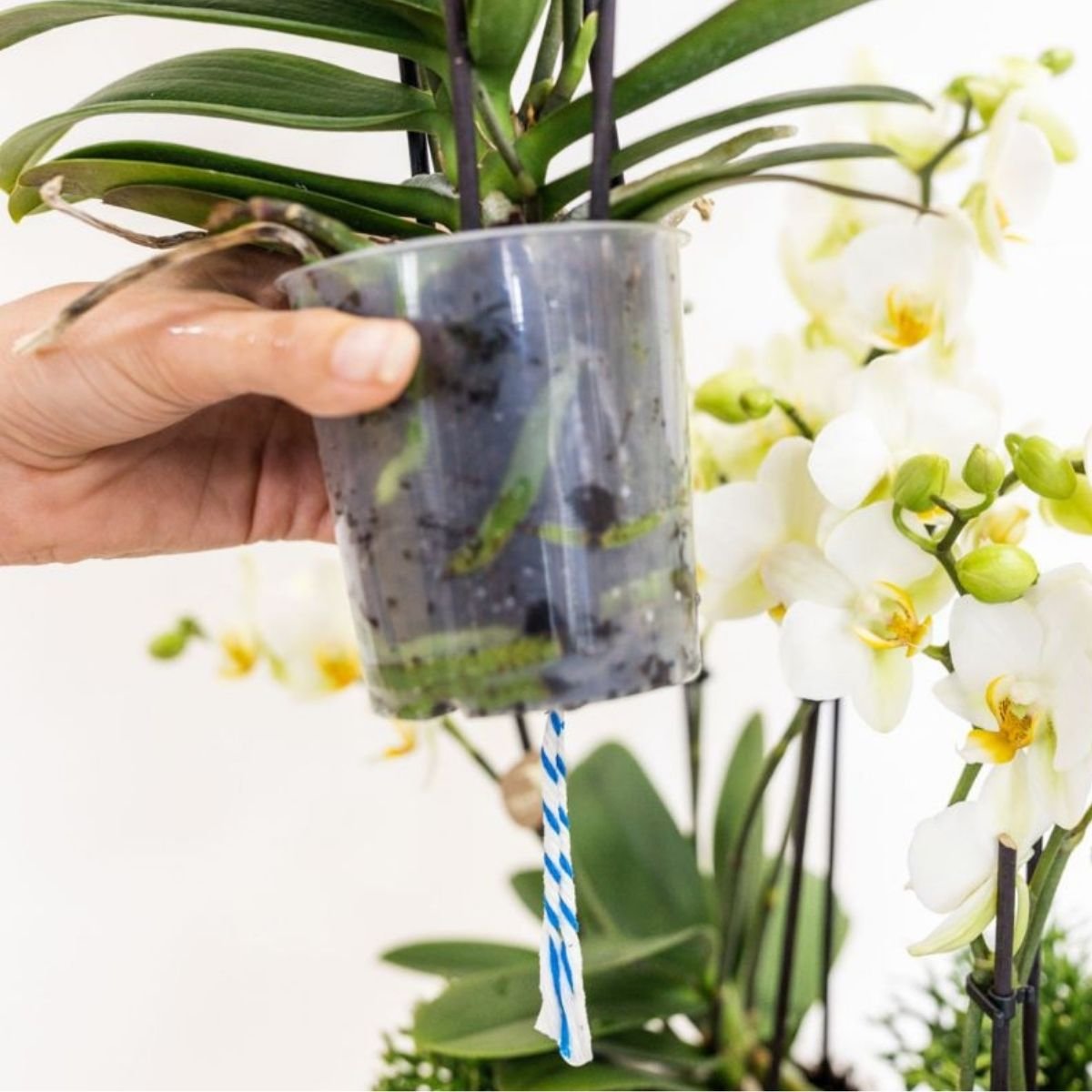 Kolibri Orchids | Weißes Mono Bouquet Blossom Lausanne im Reed Basket