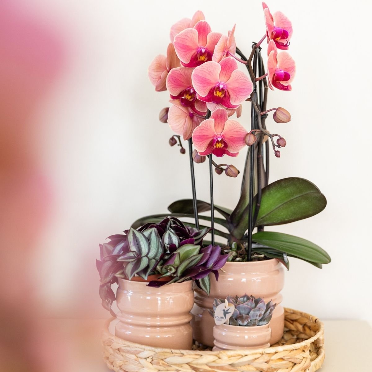 Kolibri Orchids | Kombi-Angebot - 4 Lachsrosa Phalaenopsis Orchideen Niagara Fall Narbonne - Ø12 cm
