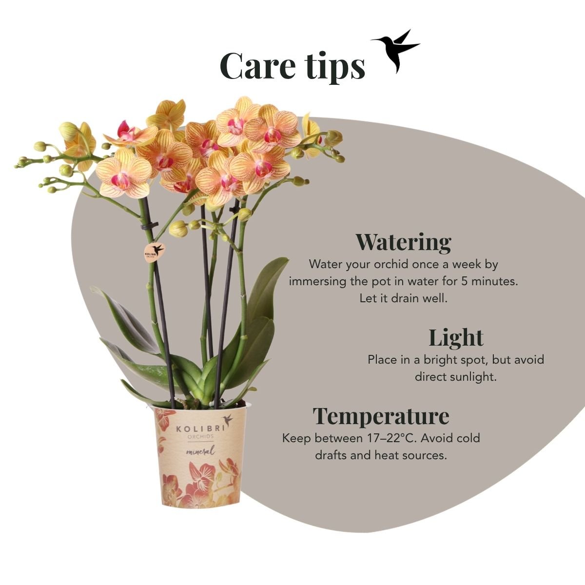 Kolibri Orchids | Kombi-Angebot - 4 Orange Phalaenopsis Orchideen Mineral Jamaica - Ø9 cm