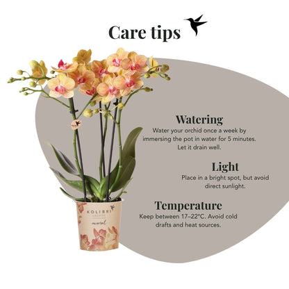 Kolibri Orchids | Kombi-Angebot - 4 Orange Phalaenopsis Orchideen Mineral Jamaica - Ø9 cm