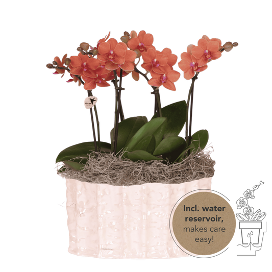 Kolibri Orchids | Oranges Jungle Bouquet Mineral Bolzano in Oyster Dish