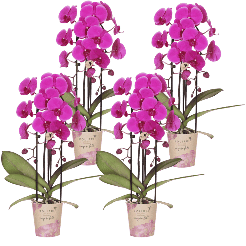 Kolibri Orchids | Kombi-Angebot - 4 Violette Phalaenopsis Orchideen Niagara Fall Free Ride - Ø12 cm