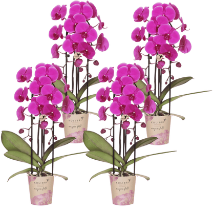Kolibri Orchids | Kombi-Angebot - 4 Violette Phalaenopsis Orchideen Niagara Fall Free Ride - Ø12 cm