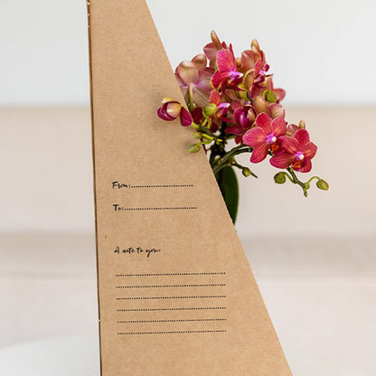 Kolibri Orchids | Rote Phalaenopsis Orchidee - Blossom Congo im Noma Übertopf Rot mit Geschenkbox - Ø9 cm