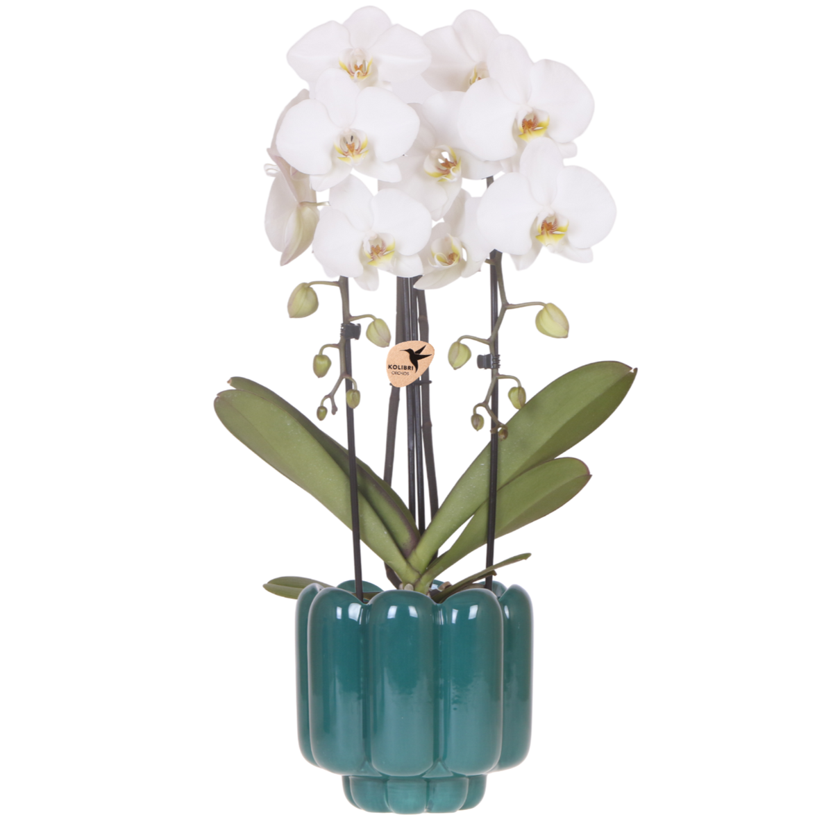 Kolibri Orchids | Weiße Phalaenopsis Orchidee - Niagara Fall White im Retro Übertopf Grün - Ø12 cm