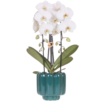 Kolibri Orchids | Weiße Phalaenopsis Orchidee - Niagara Fall White im Retro Übertopf Grün - Ø12 cm