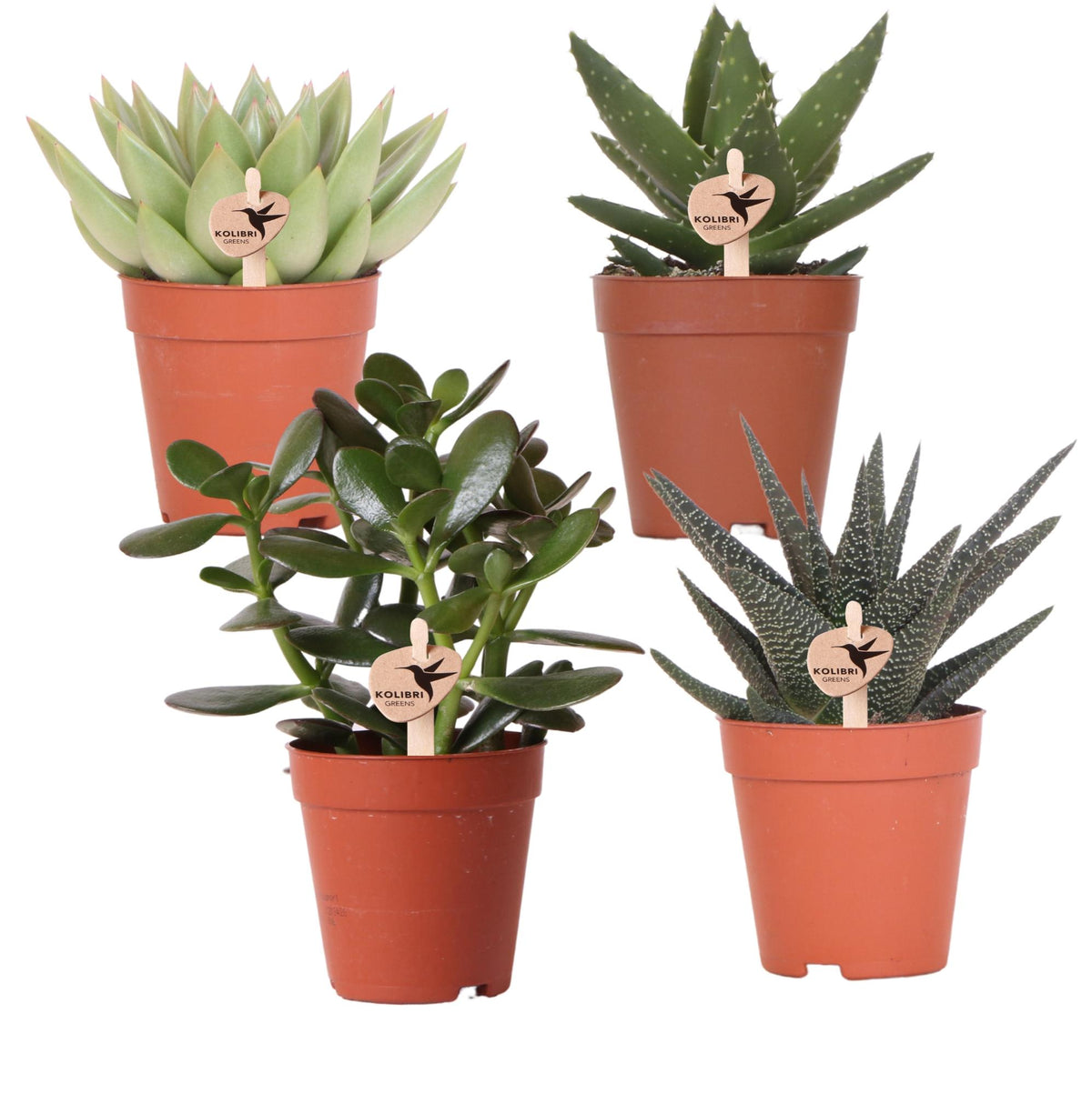 Kolibri Greens | Set mit 4 Sukkulenten - Grünpflanzen - Topfgröße Ø9cm