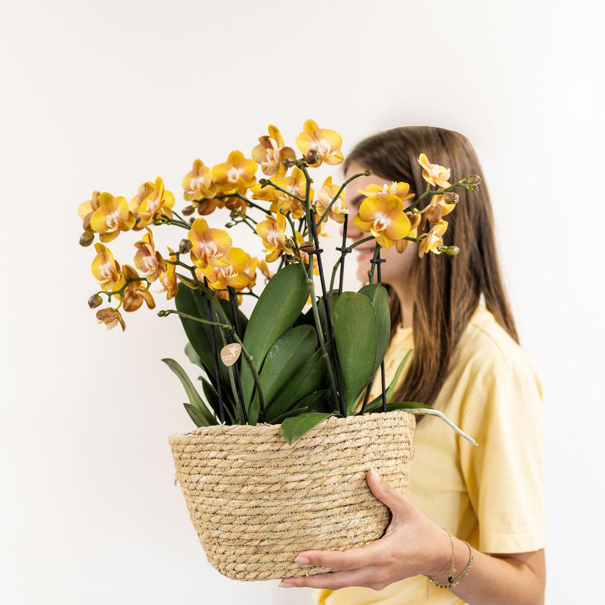 Kolibri Orchids | orange Orchideen-Set im Schilfkorb inkl. Wassertank | drei orange Orchideen Las Vegas 12cm | Mono Bouquet orange mit autarkem Wassertank.