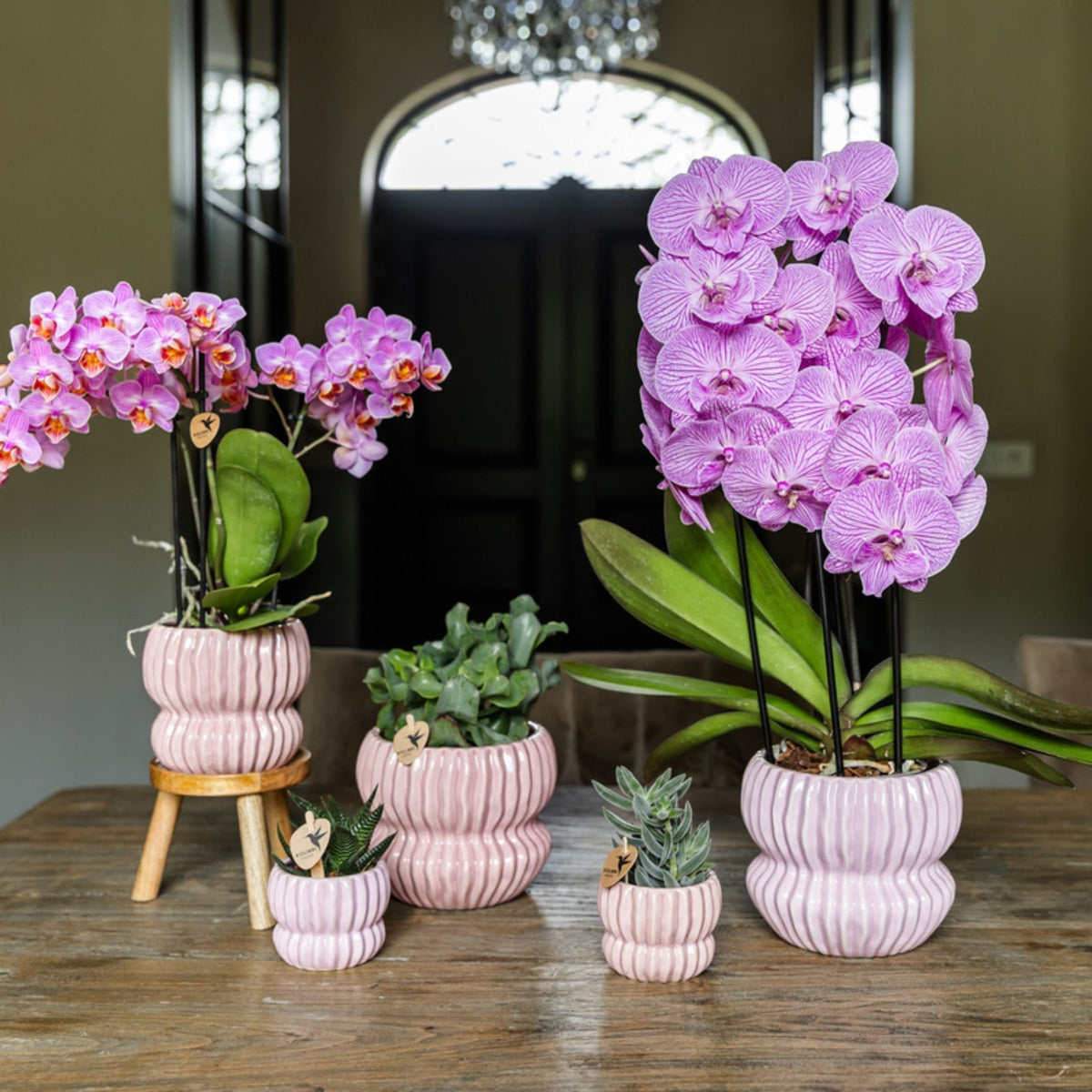 Kolibri Orchids | Rosa Phalaenopsis Orchidee - Mineral Antwerpen im Horizon Übertopf Hellrosa - Ø9 cm