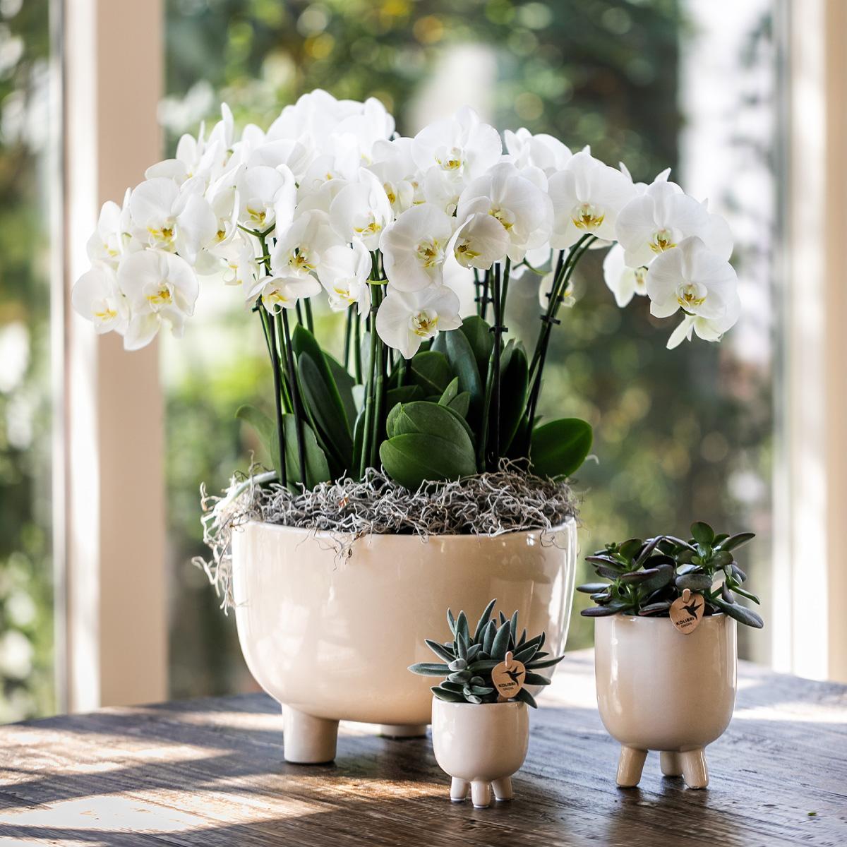 Kolibri Orchids | Rote Phalaenopsis Orchidee - Congo + Gummitopf Travertin - Topfgröße Ø9cm | blühende Zimmerpflanze im Blumentopf - frisch vom Züchter