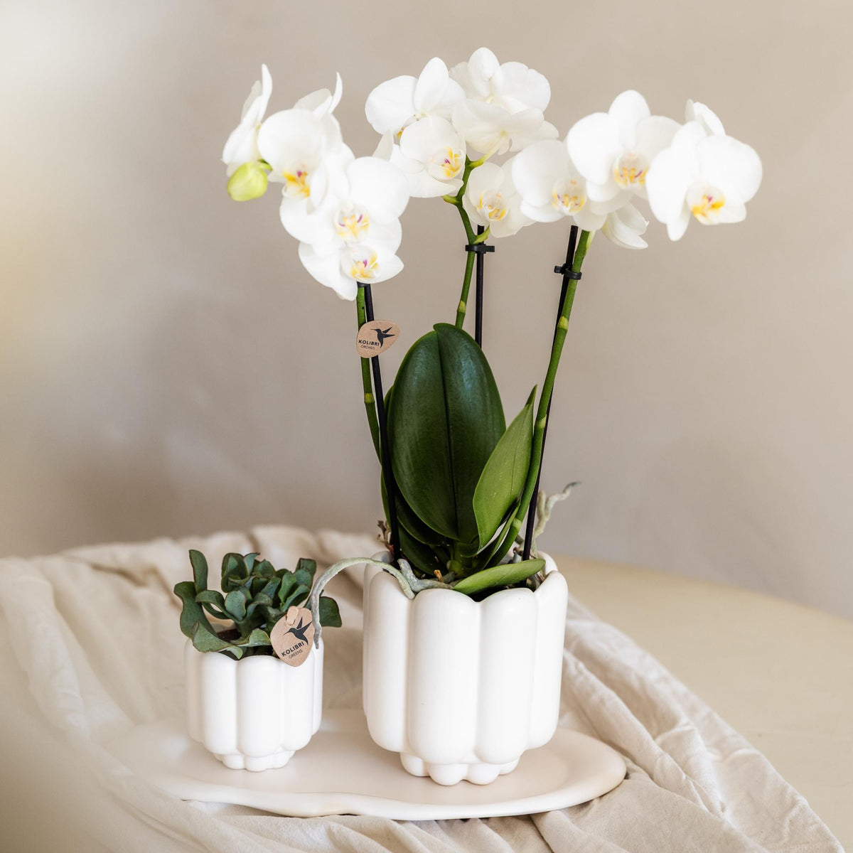 Kolibri Orchids | weiße Phalaenopsis-Orchidee - Amabilis - Topfgröße Ø9cm | blühende Zimmerpflanze - frisch vom Züchter