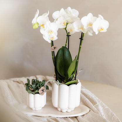 Kolibri Orchids | weiße Phalaenopsis-Orchidee - Amabilis - Topfgröße Ø9cm | blühende Zimmerpflanze - frisch vom Züchter