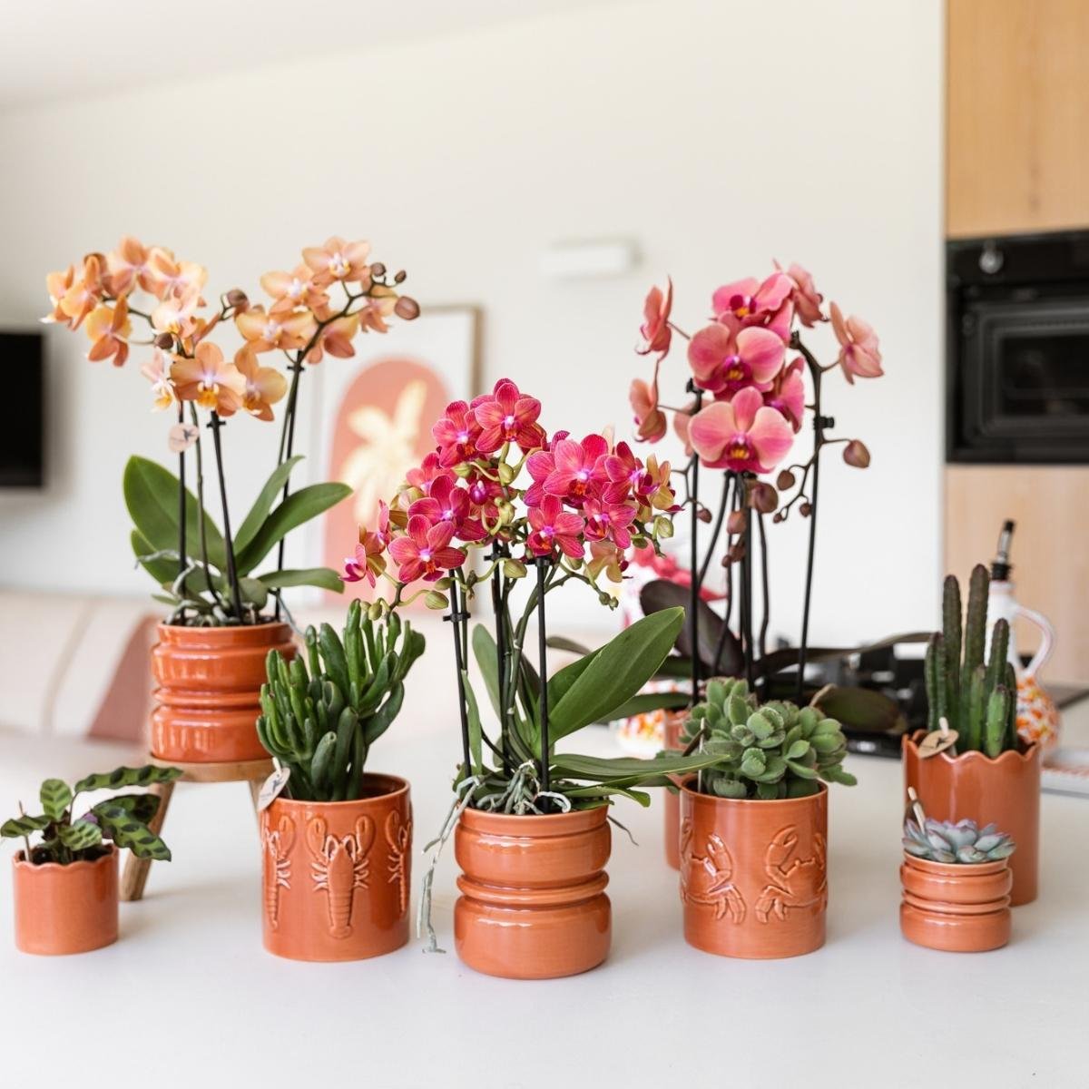 Kolibri Orchids | Kombi-Angebot - 2 Lachsrosa Phalaenopsis Orchideen Niagara Fall Narbonne - Ø12 cm