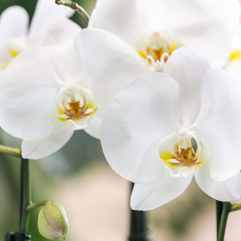 Kolibri Orchids | Weiße Niagara Falls Orchidee + Horizon Übertopf weiß – Topfgröße Ø12cm | blühende Zimmerpflanze – frisch vom Züchter