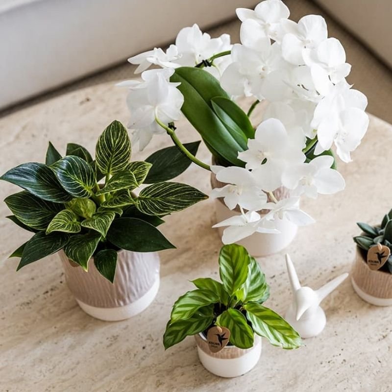 Kolibri Greens | Grünpflanze - Philodendron White Measure - Grüne Zimmerpflanze - Frisch vom Züchter - Ø9cm