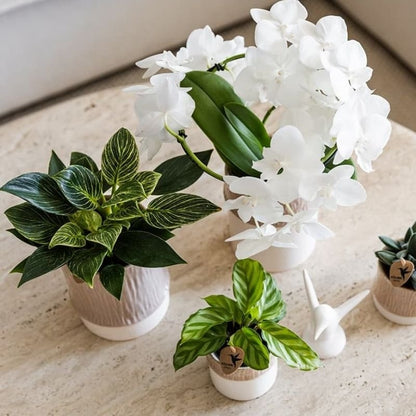 Kolibri Greens | Grünpflanze - Philodendron White Measure - Grüne Zimmerpflanze - Frisch vom Züchter - Ø9cm