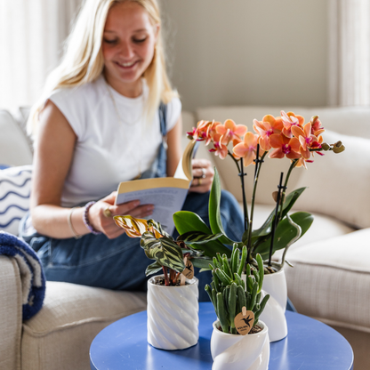 Kolibri Orchids | COMBI DEAL von 4 orange Phalaenopsis Orchideen - Bozen - Topfgröße Ø9cm blühende Zimmerpflanze - frisch vom Züchter