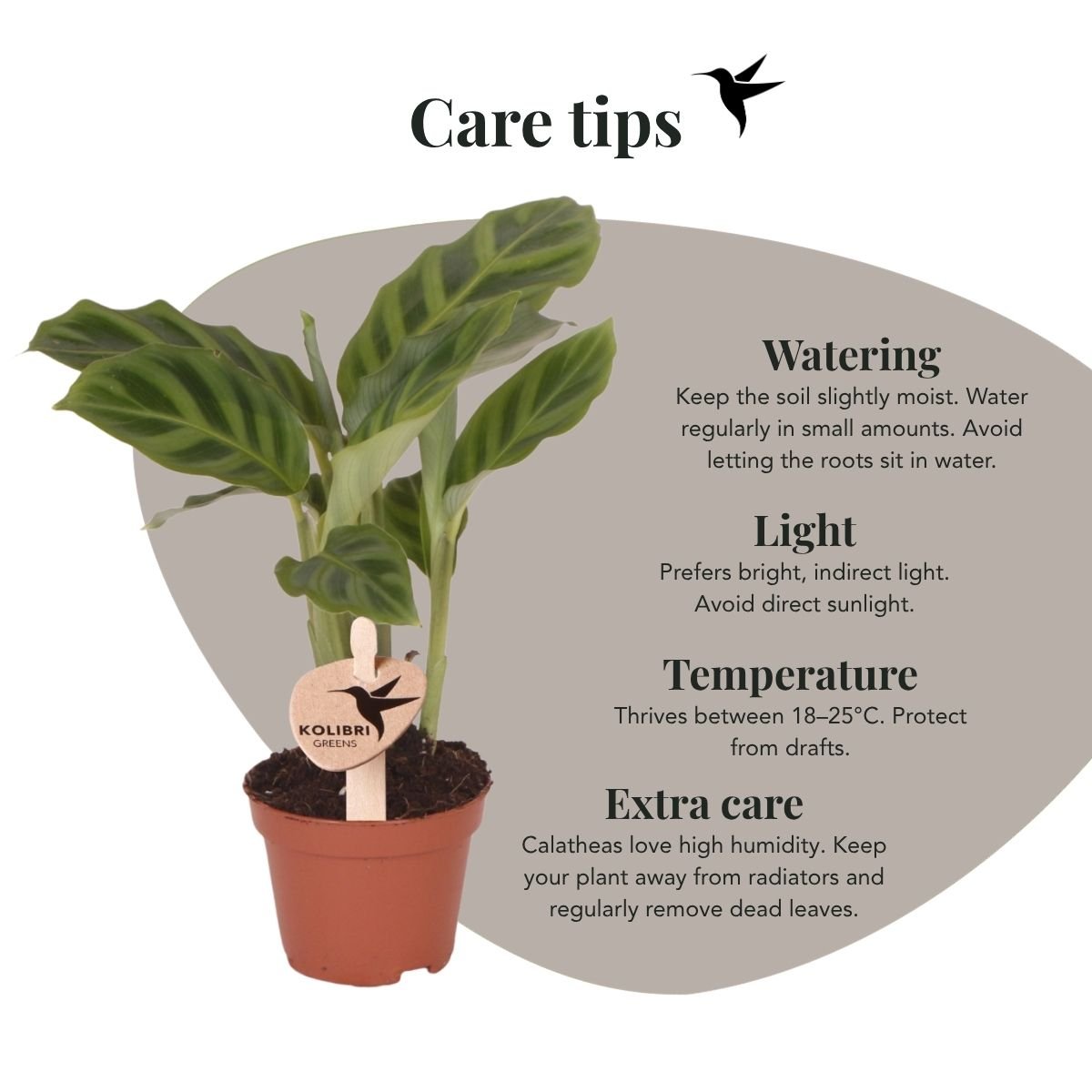 Kolibri Greens | Grünpflanze - Calathea Freddie - Grüne Zimmerpflanze - Frisch vom Züchter - Ø6cm