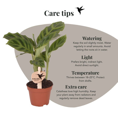 Kolibri Greens | Grünpflanze - Calathea Freddie - Grüne Zimmerpflanze - Frisch vom Züchter - Ø6cm