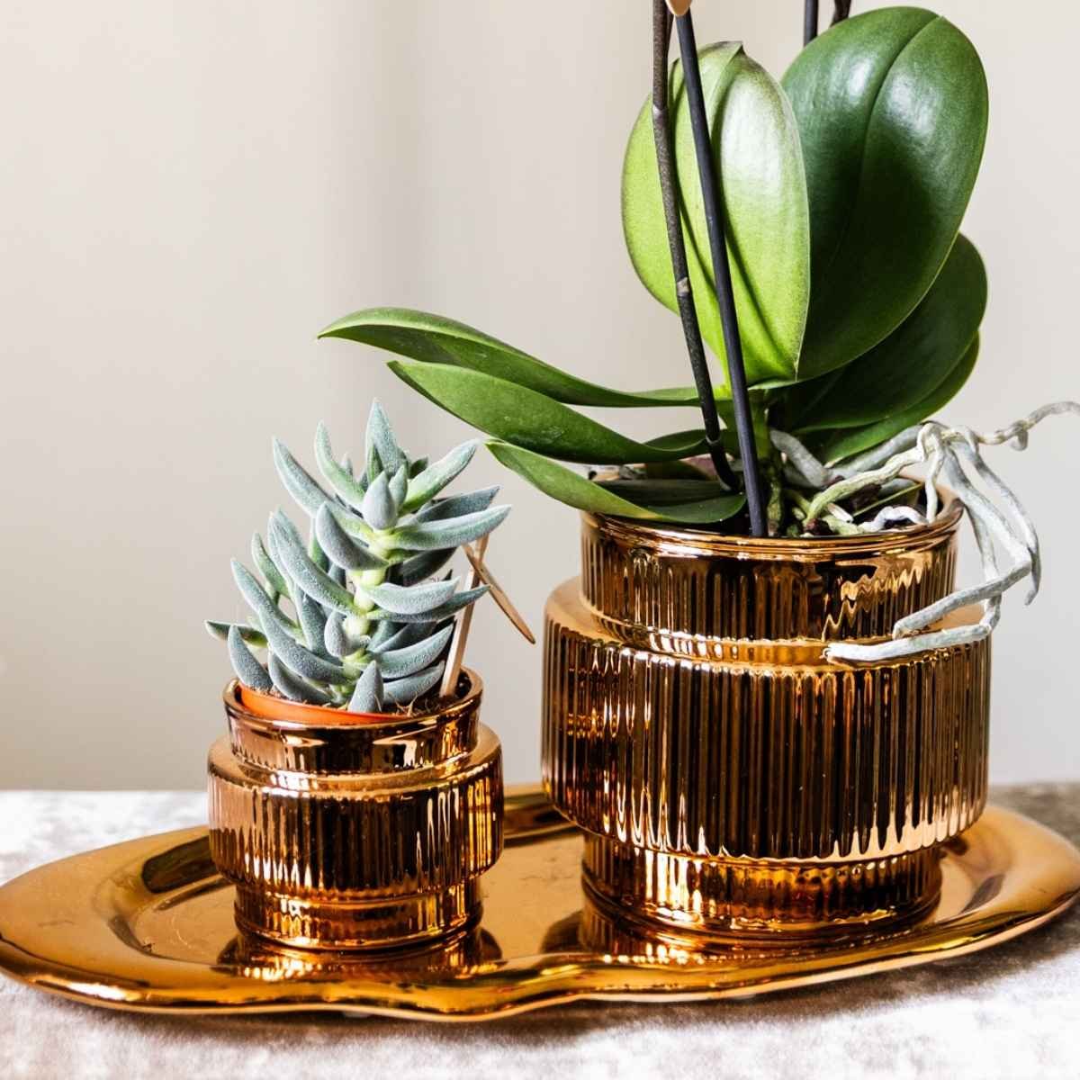 Kolibri Home | Allure Shiny Übertopf - Bronze - Ø6cm