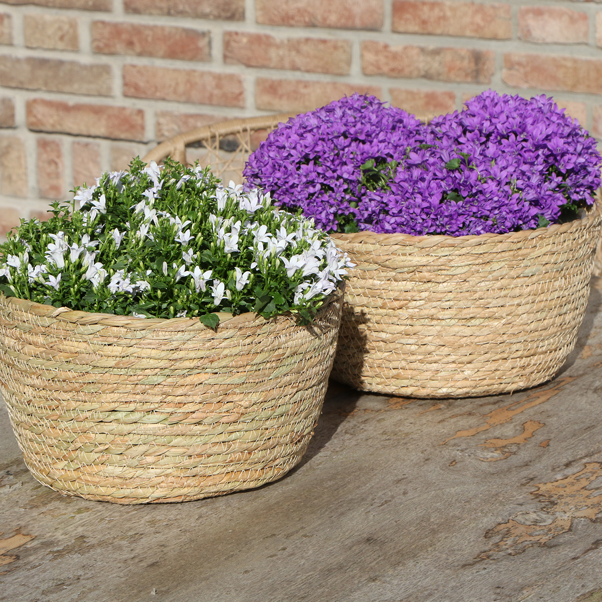 Campanula Addenda Ambella Intense purple - Weidenschale mit Campanula mit Bewässerungssystem - 3 Stück - Glockenblume lila - Topfgröße 12cm - indoor & outdoor