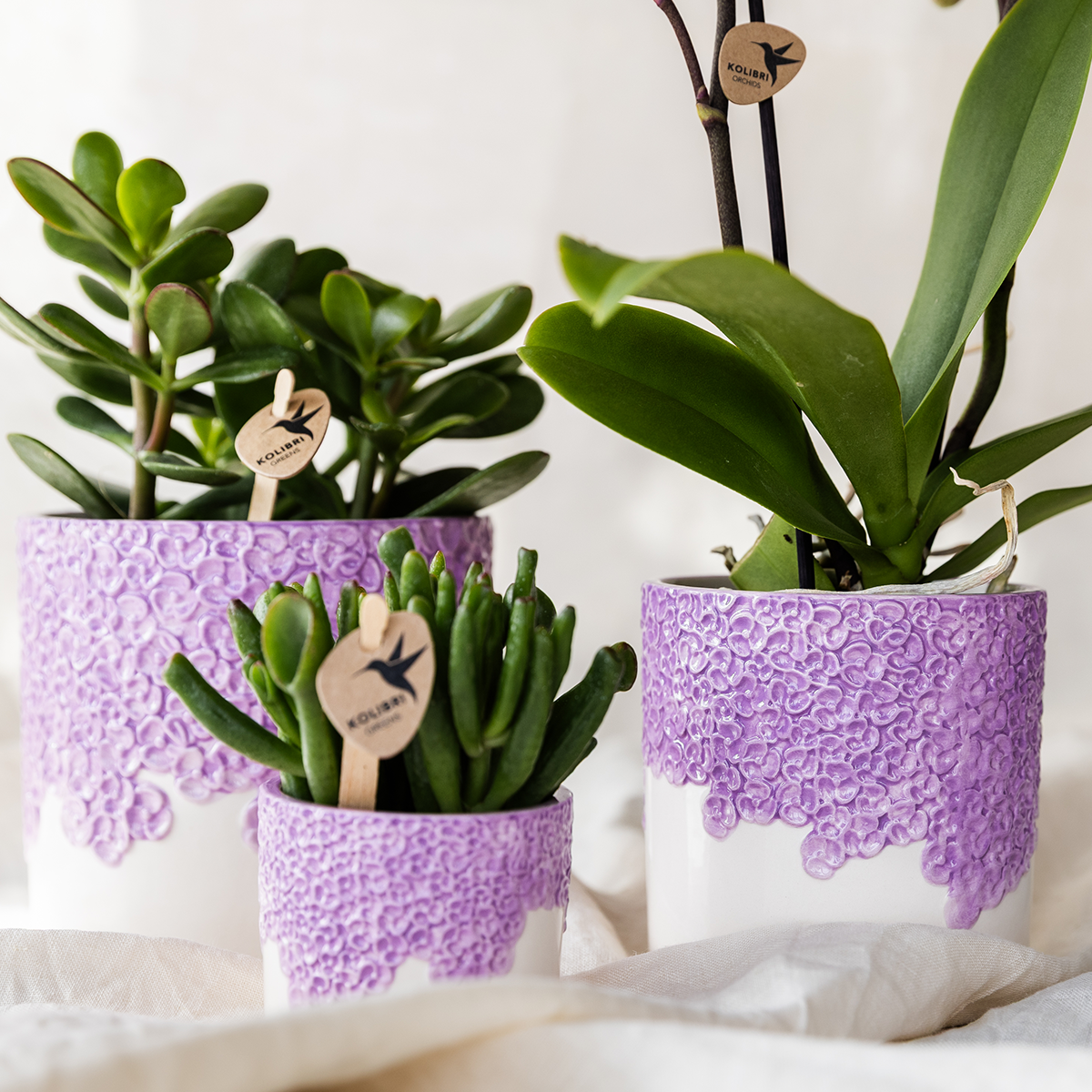 Kombi‑Deal | Bloom Lila Übertopf‑Set