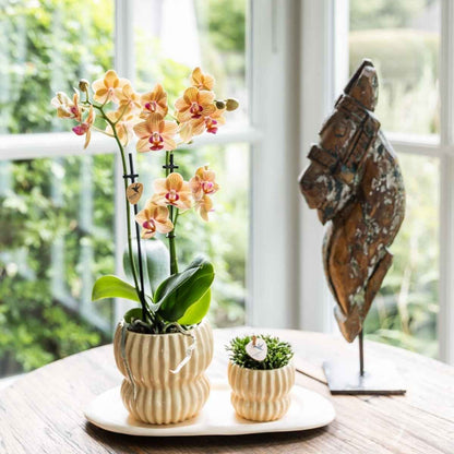 Kolibri Home | Horizon Übertopf - Gelb - ∅6cm