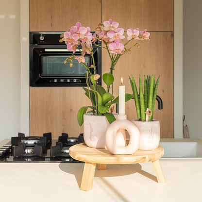 Kolibri Orchids | Altrosa Phalaenopsis Orchidee - Jewel Treviso - Topfgröße Ø12cm | blühende Zimmerpflanze - frisch vom Züchter