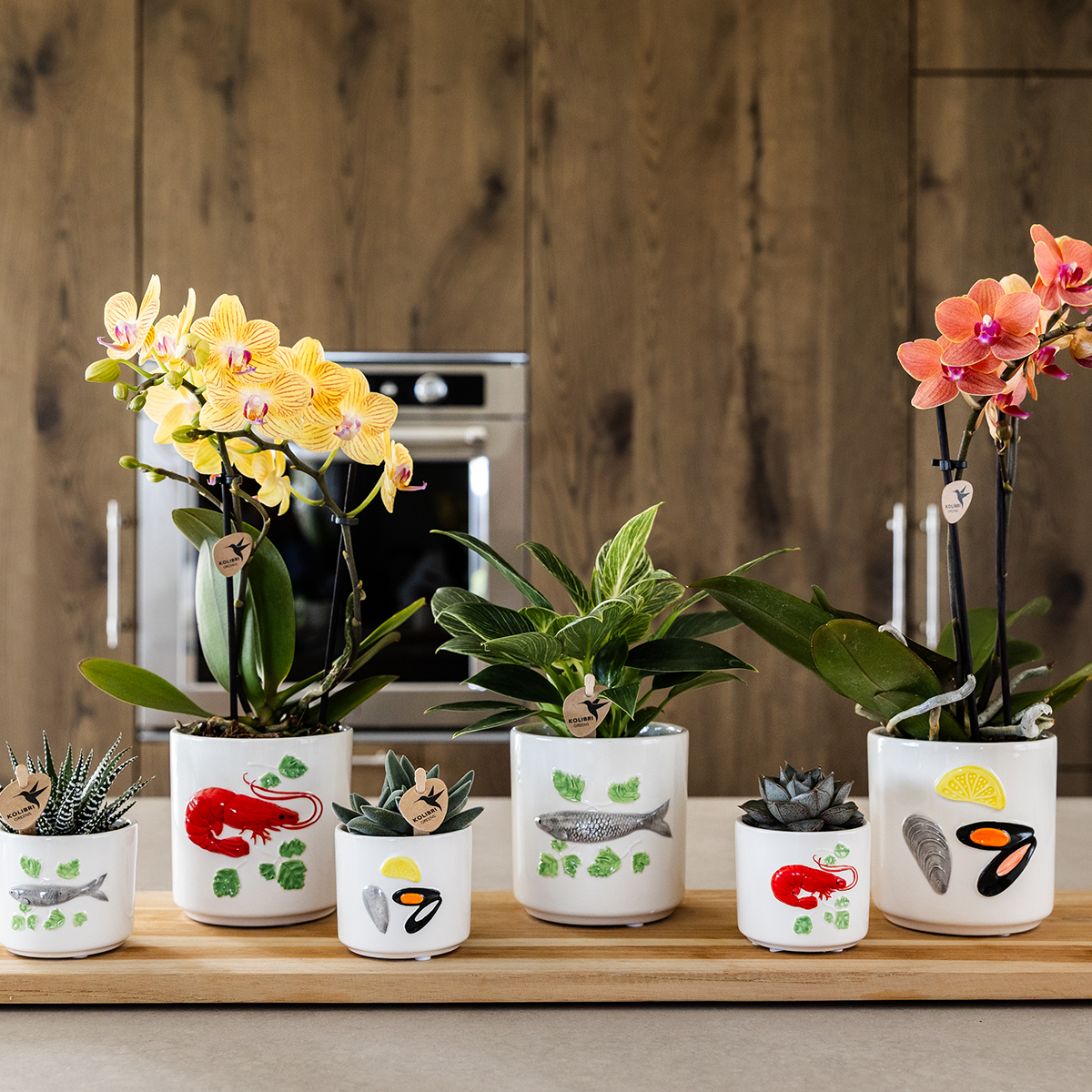 Tika (Phalaenopsis Lima)