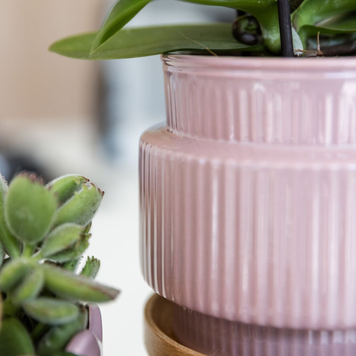 Kolibri Orchids | Geschenkset Allure Lila - Rosa-Violette Phalaenopsis Orchidee Mineral Frederikstad & Sukkulente