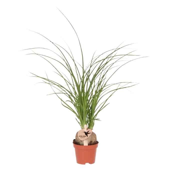Kolibri Greens | Grüne Pflanze - Beaucarnea  - grüne Zimmerpflanze - frisch vom Züchter - Ø6cm