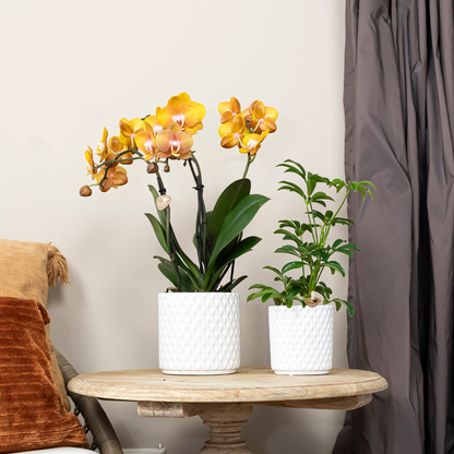 Kolibri Orchids | KOMBI ANGEBOT von 2 Phalaenopsis-Orchideen - Las Vegas - Topfgröße Ø12cm | blühende Zimmerpflanze - frisch vom Züchter